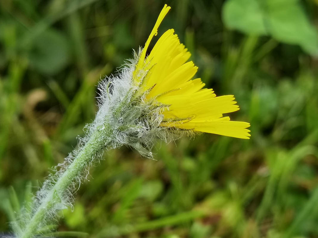 Hieracium villosum photo